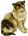 Calico kitty