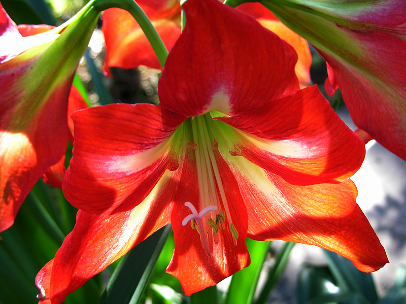 Backlit Amaryllis