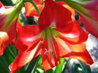 Backlit Amaryllis