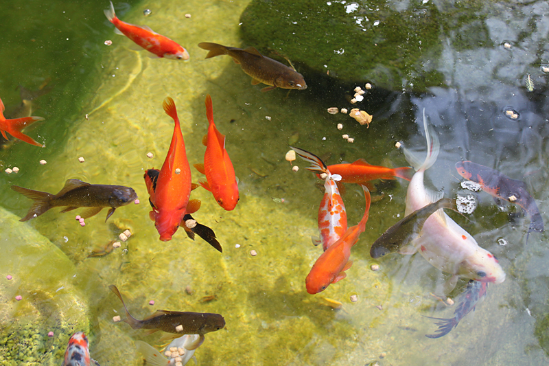 Baby Goldfish