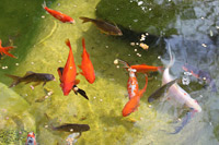 Baby Goldfish in Pond