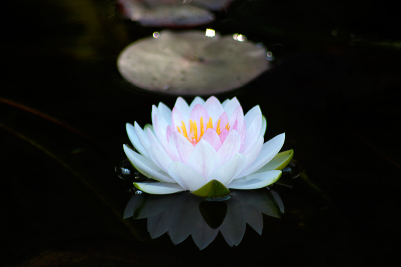 Waterlily