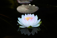 waterlily